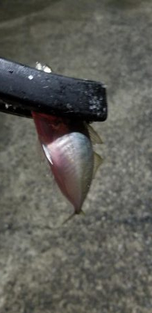 宮崎町の漁港　アジング好調