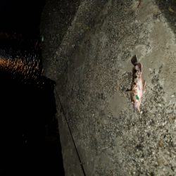 やっぱりコイツ