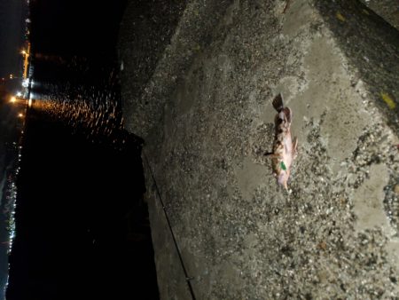 やっぱりコイツ