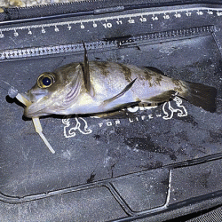 二見メバリング(2020-2)