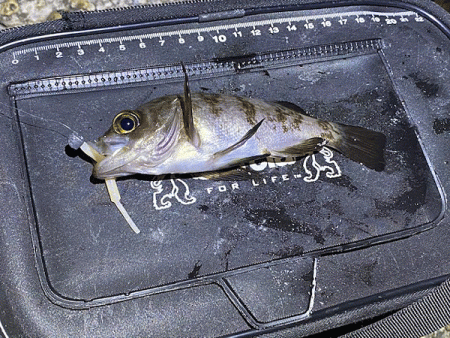 二見メバリング(2020-2)