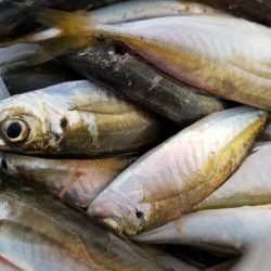 朝マズメ　アジング