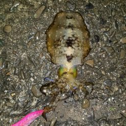 今年初アオリ♪