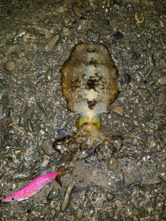 今年初アオリ♪