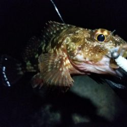 チビッ子ガシリング