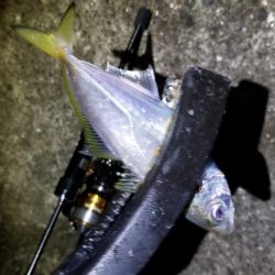 宮崎町　漁港アジング