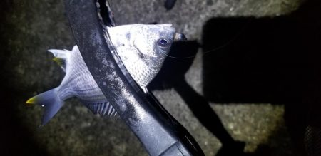 アジング　爆釣