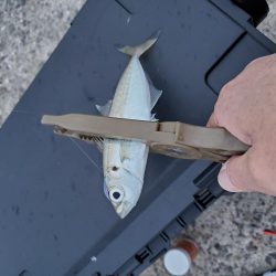 アジ釣り