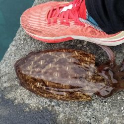 モンゴウイカ♪