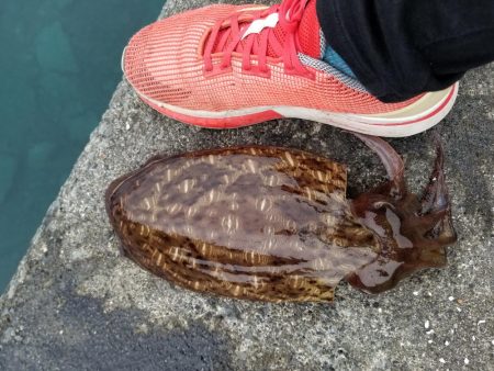 モンゴウイカ♪