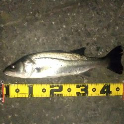 今年初のシーバス釣行