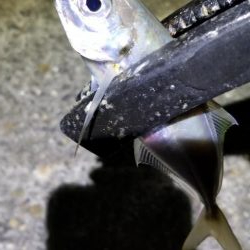 アジング　渋い