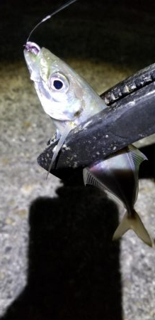 アジング　渋い