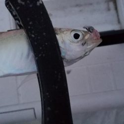 アジング　初島漁港　