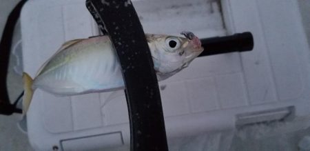 アジング　初島漁港　