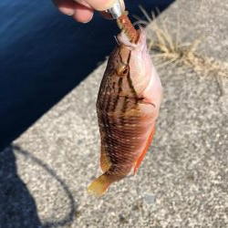 小物しな釣れない