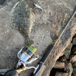 平目と思いきや〜