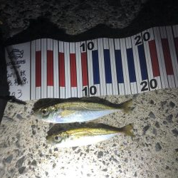 初フィッシング！