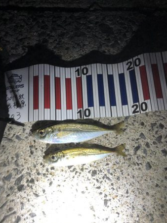 初フィッシング！