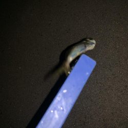 南蛮漬け子供のおやつに