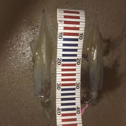 やっとヤリ開幕!