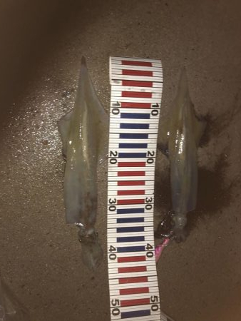 やっとヤリ開幕！