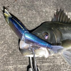 元旦に買ったルアーで‼️