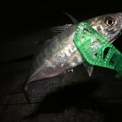 アジまだ居てました！！