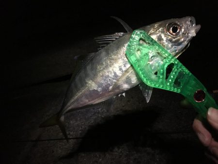 アジまだ居てました！！