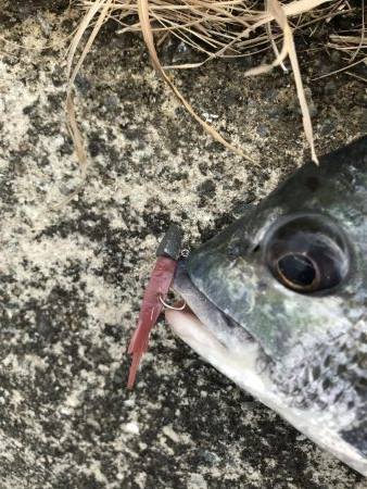 今年の初釣り　1月9日