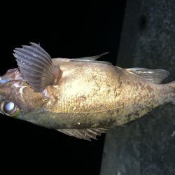 メバルを求めて2020