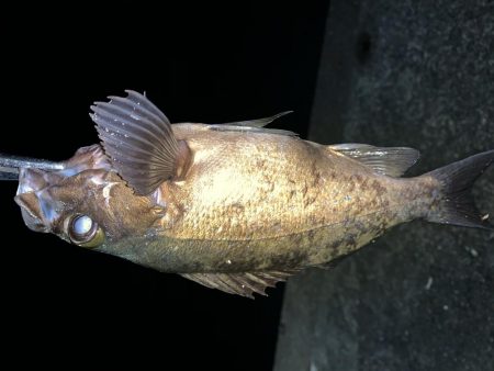 メバルを求めて2020