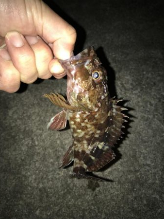 これからですかねー?