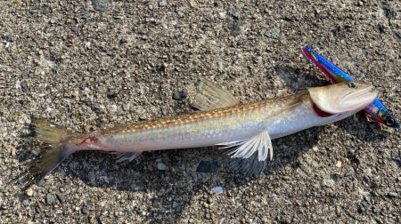 プラグでエソさん