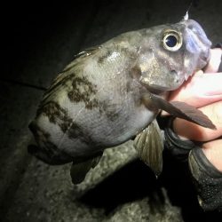 アジは何処へ？？