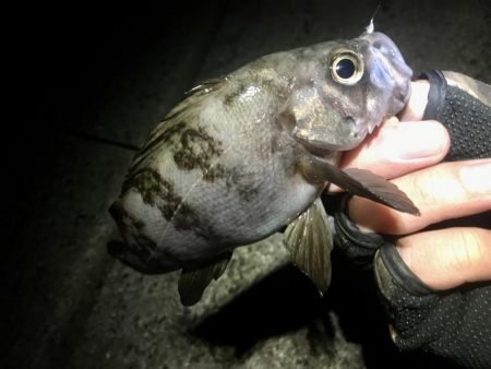 アジは何処へ？？