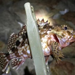 水質が綺麗すぎて、魚がいなそう・・