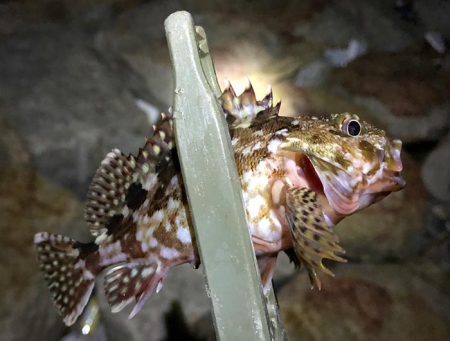 水質が綺麗すぎて、魚がいなそう・・