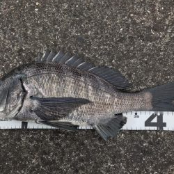 イチノ兄弟、釣果！