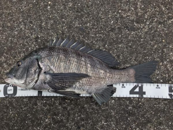 イチノ兄弟、釣果！