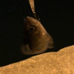 プラグでメバル