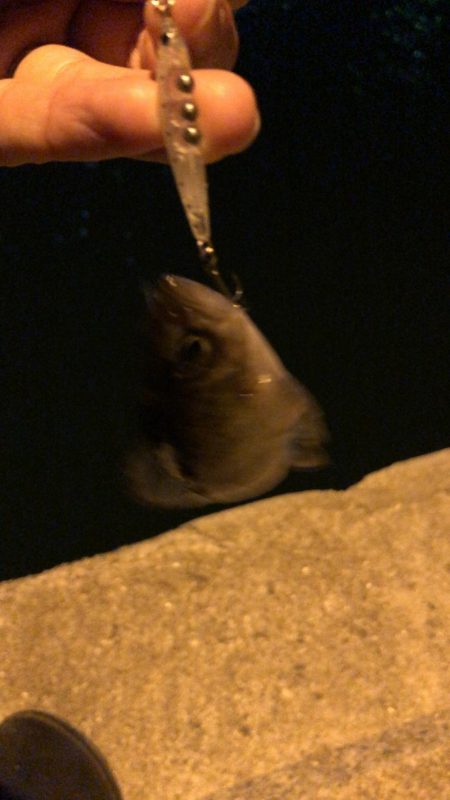 プラグでメバル