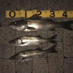 エビ撒き時合は突然に！