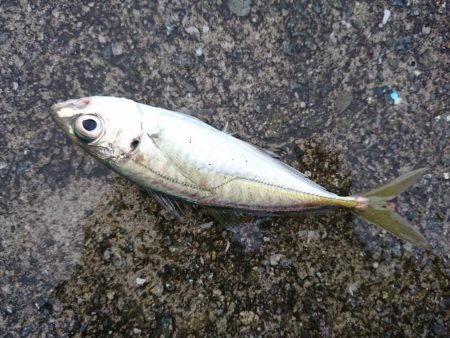 サビキ釣りの小アジ