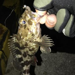 今年2回目のアジング