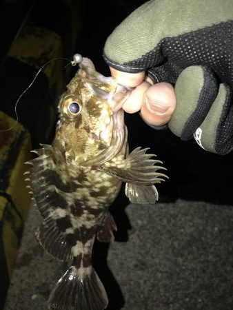 今年2回目のアジング