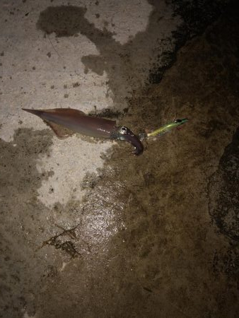 気温7度なのに寒すぎ!