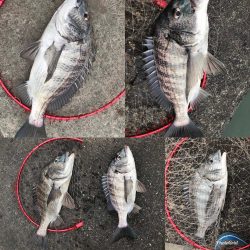 イチノ兄弟、釣果！