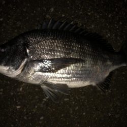 ボラの中から黒鯛が、、、、