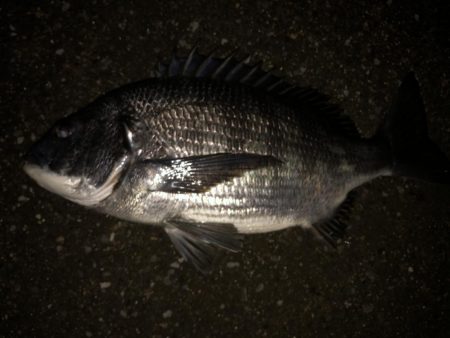 ボラの中から黒鯛が、、、、
